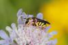 221886 – Photo : Olivier Pouvreau – France (86)